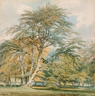 Turner watercolour of tall beech trees in Norbury Park, with soft light filtering through foliage and gentle earth tones
