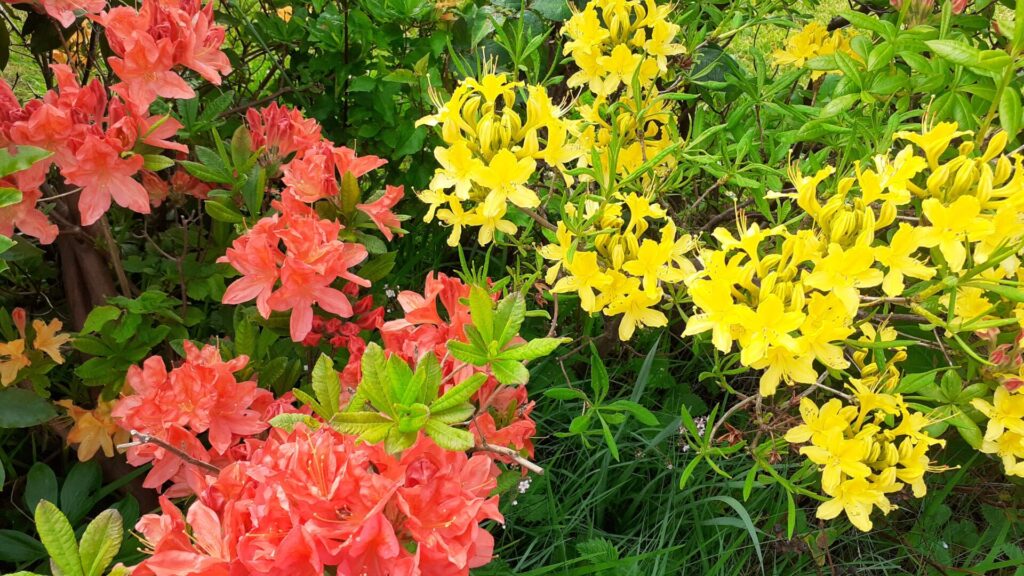 yellow and coral azaleas